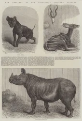 New Arrivals at the Zoological Society